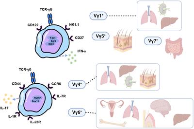 γδT cells in oral tissue immune surveillance and pathology